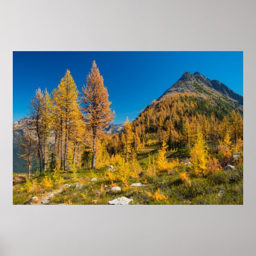 Autumn Larches at Easy Pass Poster