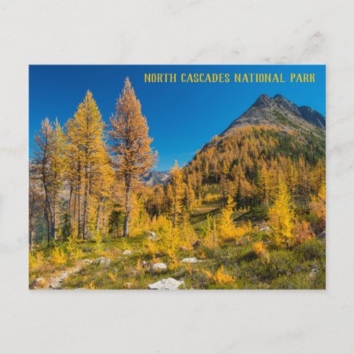 Autumn Larches at Easy Pass Washington Postcard