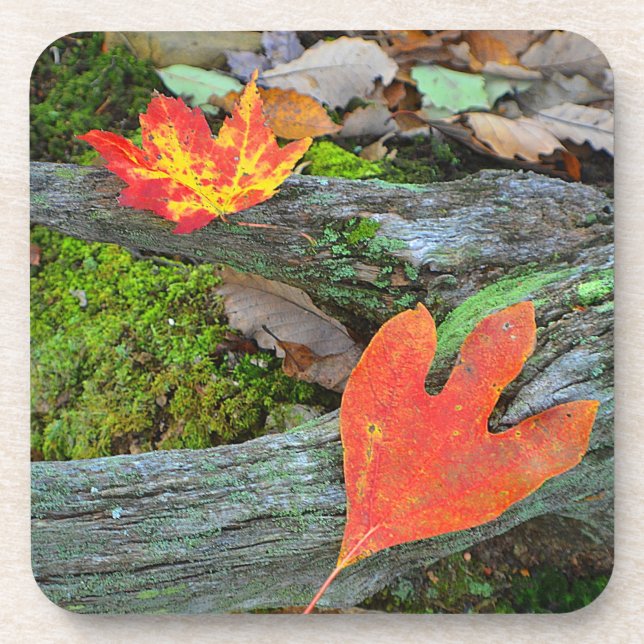 Autumn Leaf Coaster (Front)