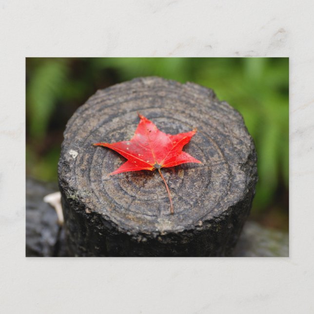 Autumn Leaf on Log Postcard (Front)