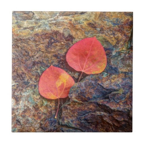 Autumn leaf on rock California Ceramic Tile