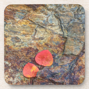 Autumn leaf on rock, California Coaster
