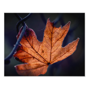 Autumn Leaf Photo Enlargement Print