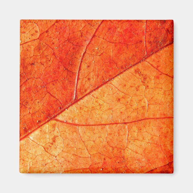 Autumn Leaf Square Magnet (Front)