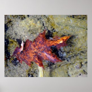 Autumn Leaf Under the Water