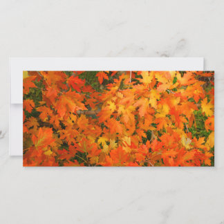 Autumn Leaves