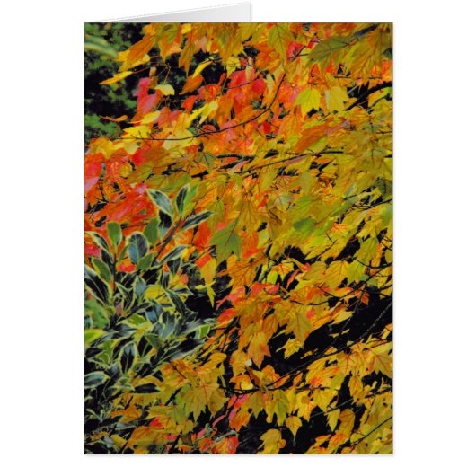 Autumn Leaves (Front)