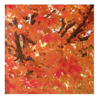 Autumn Leaves 1 Acrylic Print