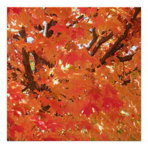 Autumn Leaves 1 Poster