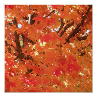 Autumn Leaves 1 Poster