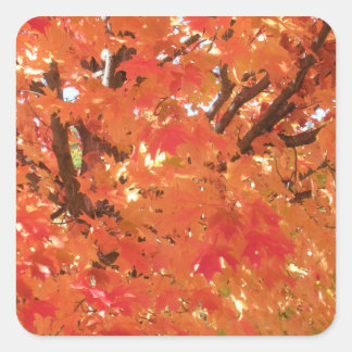 Autumn Leaves 1 Square Sticker