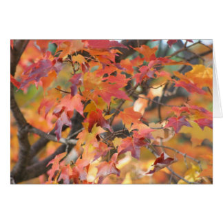 Autumn Leaves 3 Cards