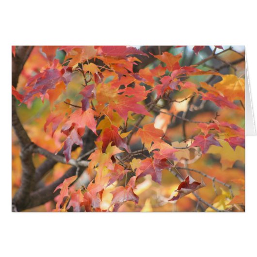 Autumn Leaves 3 Cards (Front Horizontal)