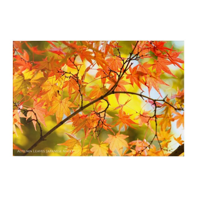 Autumn Leaves [Acrylic Wall Art] Acrylic Print (Front)