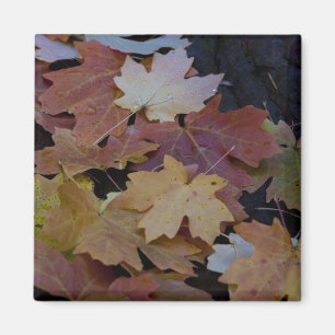 autumn leaves all around magnet