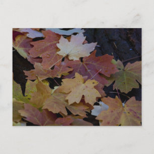 Autumn leaves all around postcard