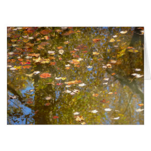 Autumn Leaves and Stream Reflection at Greenbelt Cards
