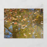 Autumn Leaves and Stream Reflection at Greenbelt Postcard