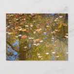Autumn Leaves and Stream Reflection at Greenbelt Postcard