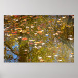 Autumn Leaves and Stream Reflection at Greenbelt Poster