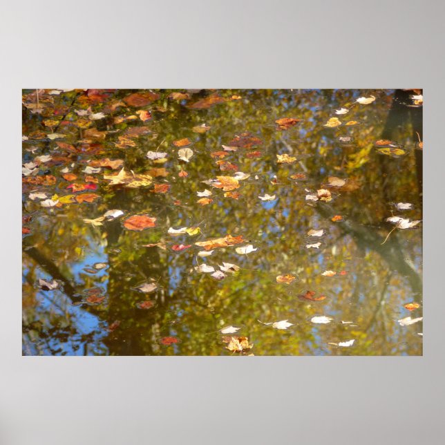 Autumn Leaves and Stream Reflection at Greenbelt Poster (Front)