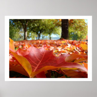 Autumn Leaves art prints Fall Trees nature custom