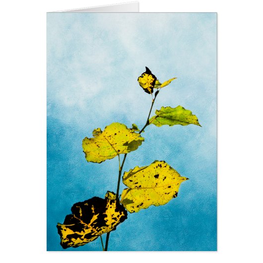 Autumn Leaves Cards (Front)