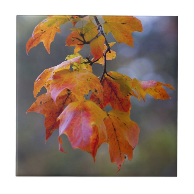 Autumn Leaves Ceramic Tile (Front)