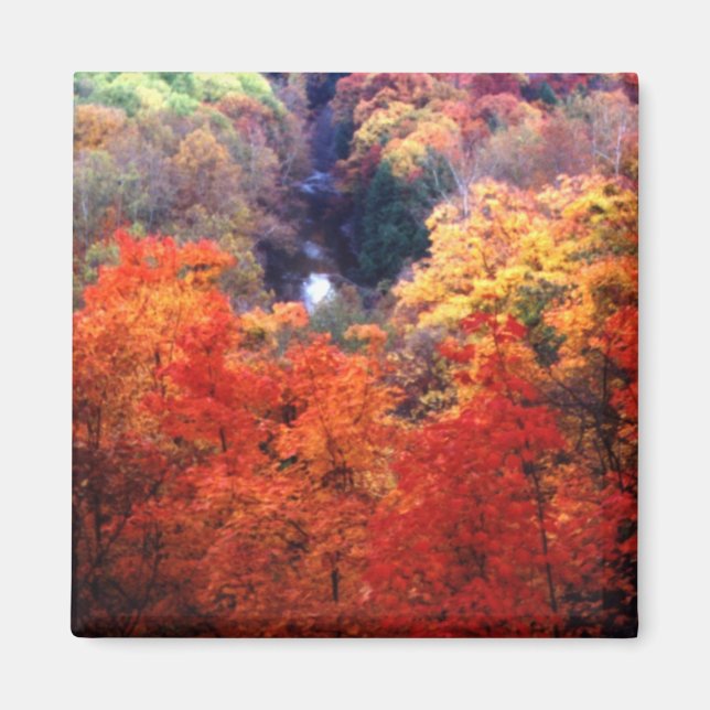 Autumn Leaves Changing Color Magnet (Front)