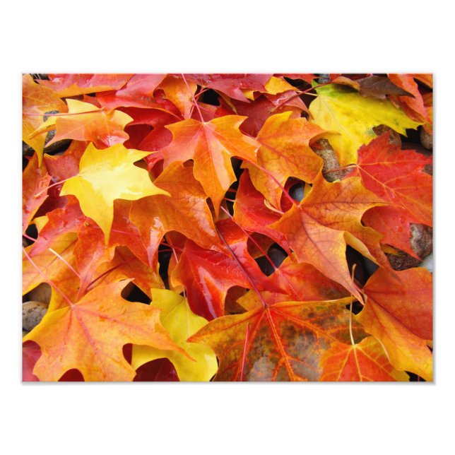 Autumn Leaves Colorful Photography Art Prints (Front)