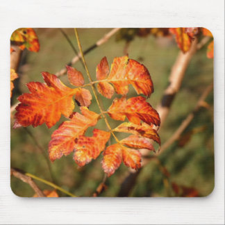 Autumn Leaves Colors Mousepad