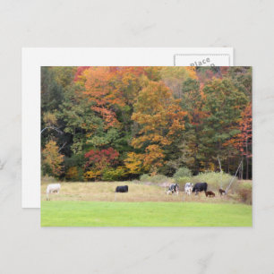 Autumn Leaves Cows Pasture Photography Postcard