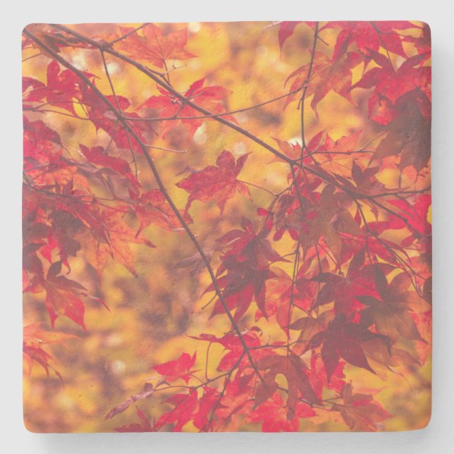 Autumn Leaves Fall Color Nature Stone Coaster (Front)