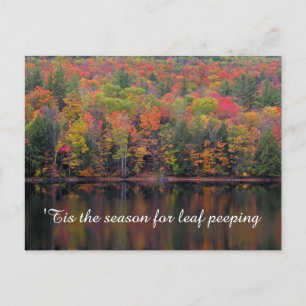 Autumn Leaves Fall Color Scene Postcard