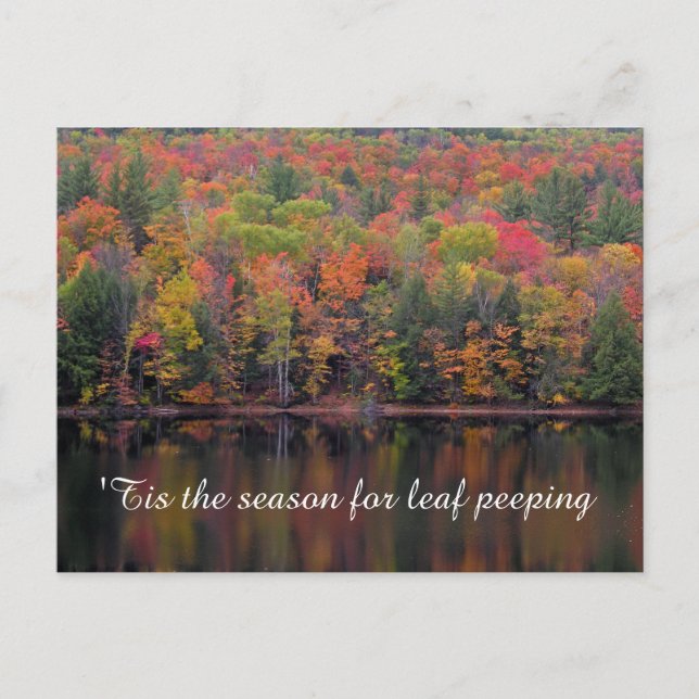 Autumn Leaves Fall Color Scene Postcard (Front)