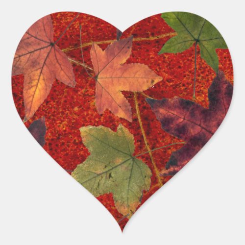 Autumn Leaves Fall Season Tree Leaf Colorful Heart Sticker