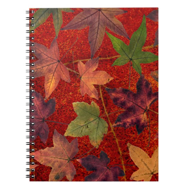Autumn Leaves Fall Season Tree Leaf Colorful Notebook (Front)
