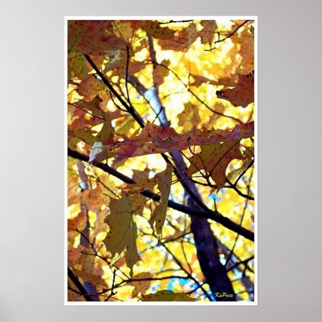 Autumn Leaves Fall Trees Sunshine Poster (Front)