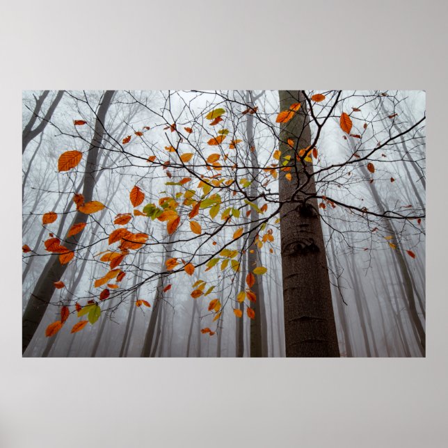 Autumn leaves fallen forest leaf poster (Front)