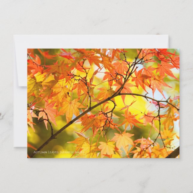 Autumn Leaves [Flat Card] Announcement (Front)