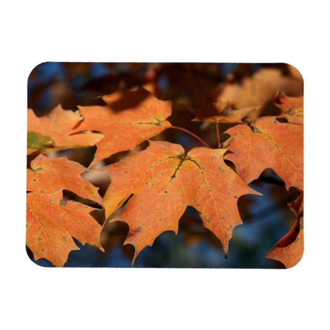Autumn Leaves Flexible Magnet (Horizontal)