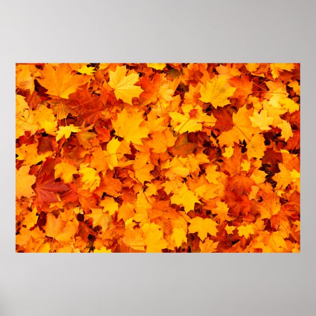 Autumn leaves foliage autumn leaves poster (Front)