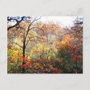 Autumn Leaves in Missouri Postcard