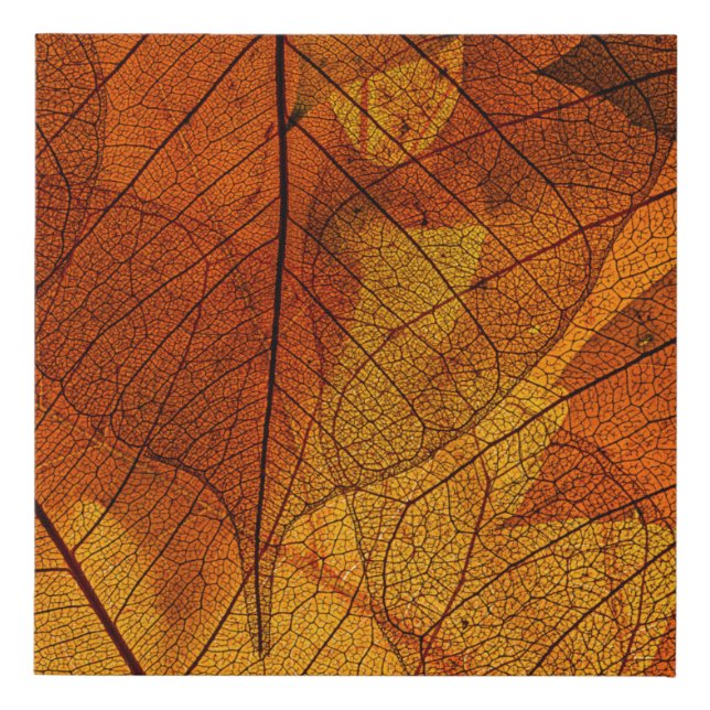 autumn leaves in the detailautumn,background,beaut faux canvas print (Front)