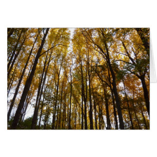 Autumn Leaves in the Morning Maryland Nature Cards