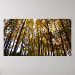 Autumn Leaves in the Morning Maryland Nature Poster