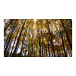 Autumn Leaves in the Morning Maryland Nature Poster