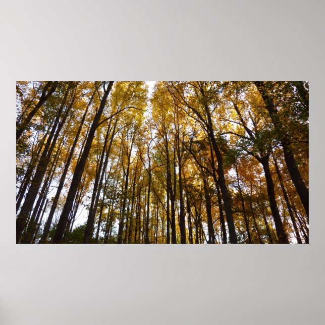 Autumn Leaves in the Morning Maryland Nature Poster (Front)