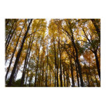 Autumn Leaves in the Morning Maryland Nature Poster