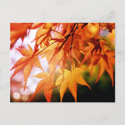 Autumn Leaves Japan Postcard